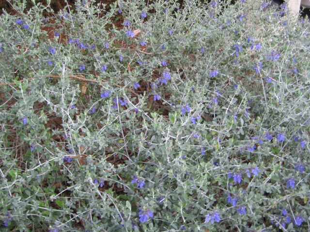 Teucrium fruticans : port buissonnant