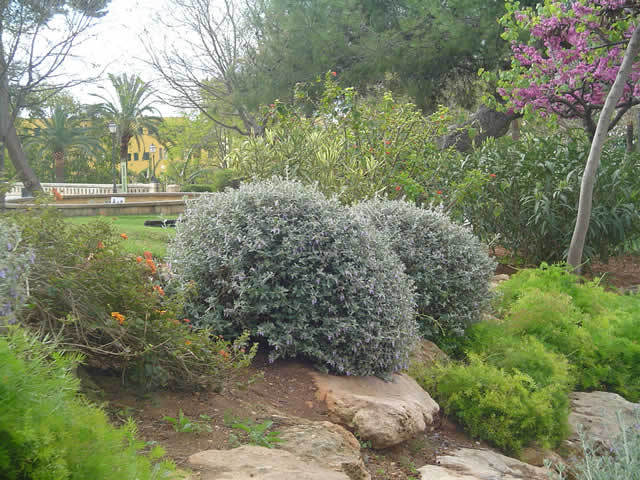 Deux Teucrium fruticans taillés en boule