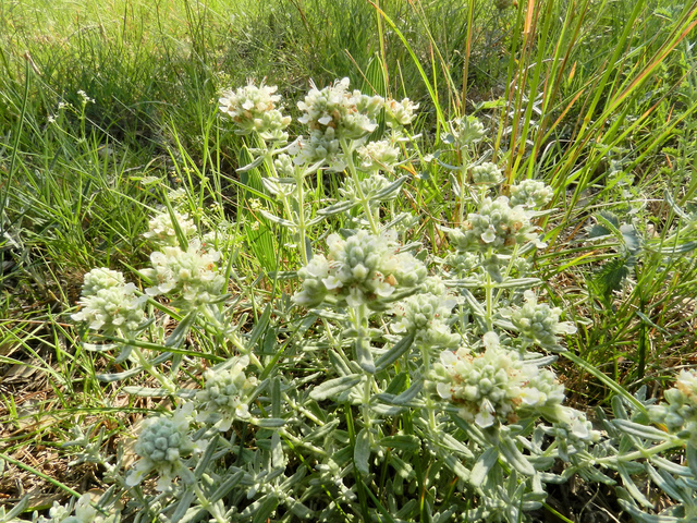 Teucrium polium