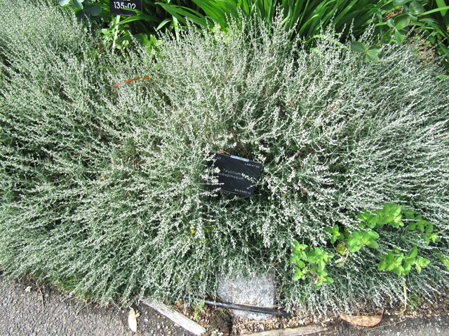 Teucrium subspinosum