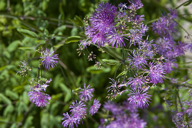 Thalictrum aquilegifolium