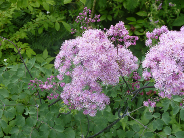 Thalictrum aquilegifolium