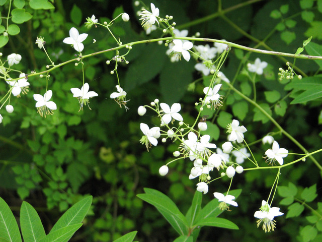 Thalictrum delavayi 'album'