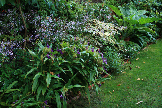 Thalictrum delavayi 'Hewitt's Double'