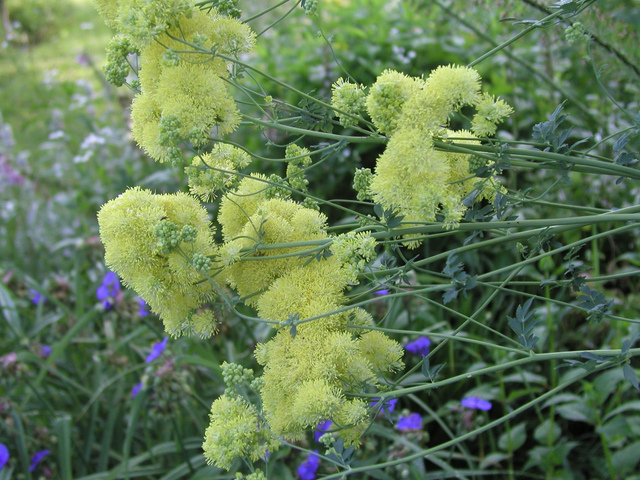 Thalictrum flavum var. glaucum