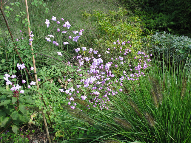 Thalictrum rochebrunianum