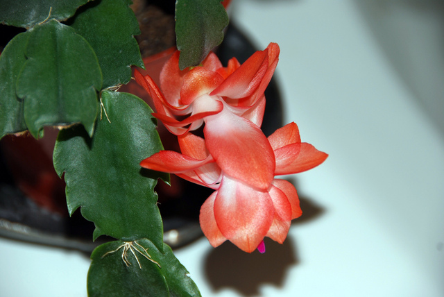 Cactus de Noël (Schlumbergera x buckleyi)