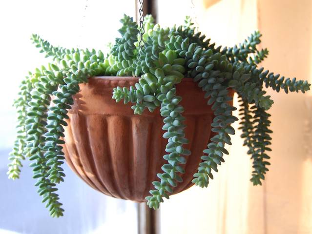 Sedum morganianum en suspension