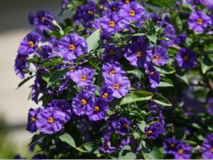 Arbre à Gentianes : Une Floraison Été Prolongée