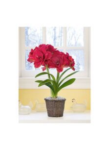 Comment entretenir et faire fleurir vos amaryllis facilement