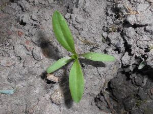 Comment semer la saponaire officinale : guide pratique