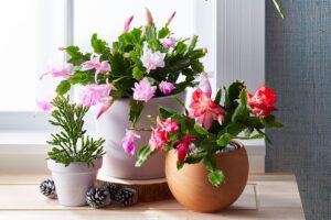 Conseils pour Entretenir votre Cactus de Noël Année après Année