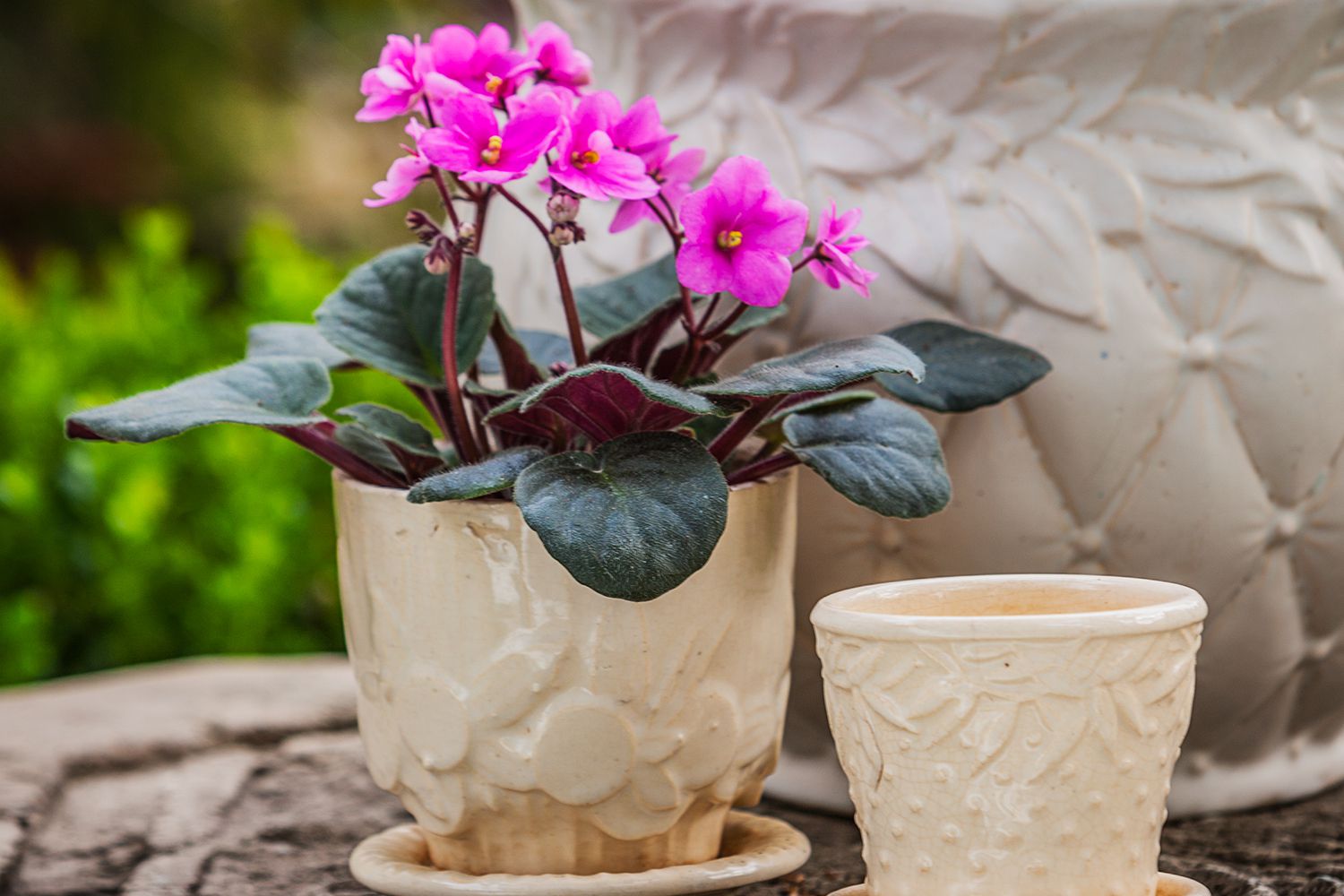 Conseils pour Rempoter les Violettes Africaines et Augmenter les Fleurs