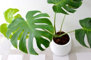 Conseils pour Tailler Votre Monstera et Optimiser Son Croissance