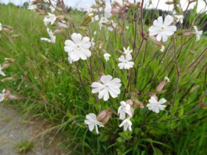 Cultiver des Silènes : Conseils Pour Jardin et Rocaille