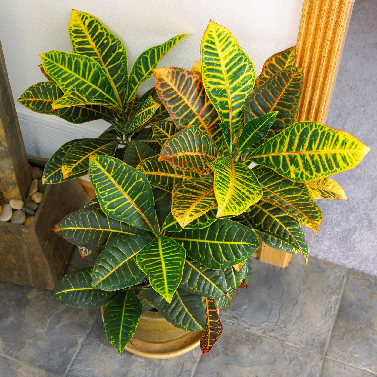 Cultiver et Entretenir le Croton : Guide Complet pour la Maison