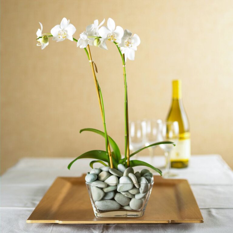 Cultiver et Entretenir les Orchidées Phalaenopsis à la Maison
