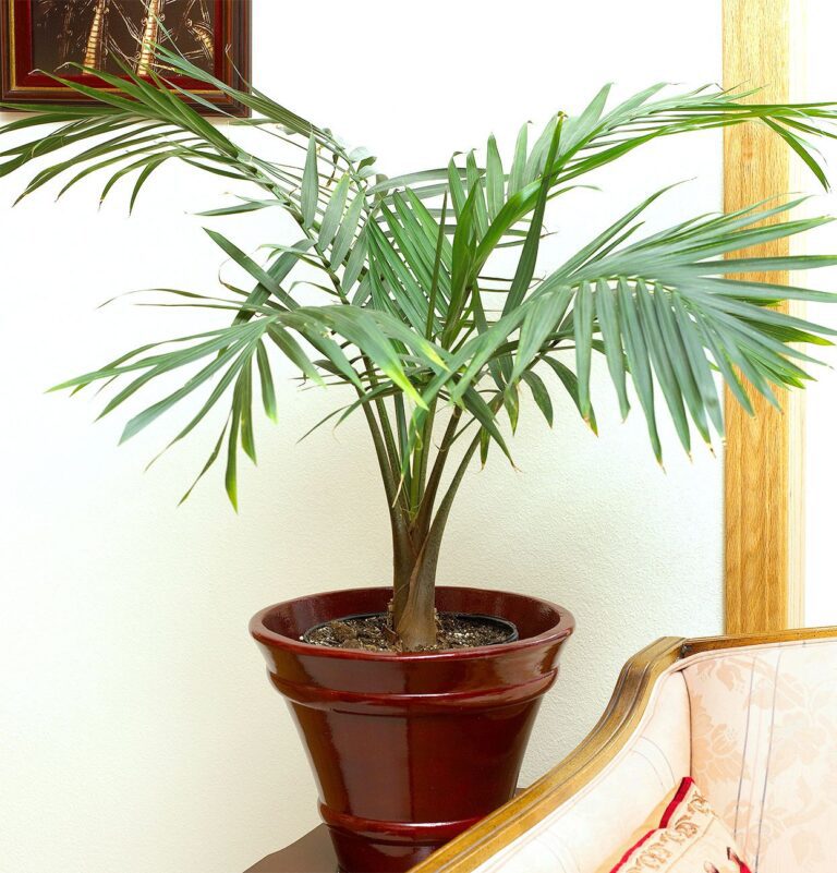Cultiver et entretenir la palmier d'intérieur facilement