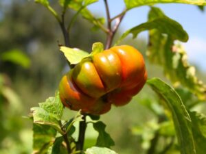 Cultiver l'Aubergine Africaine: Conseils et Astuces Jardinières