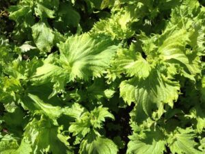 Cultiver le Shiso : Conseils pour une Plante Aromatique Asiatique