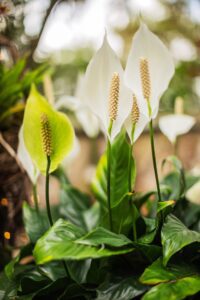 Cultivez et Entretenez le Lys de la Paix pour des Fleurs Éternelles