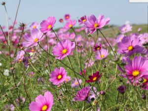 Fleurs à semer en mai pour un été coloré