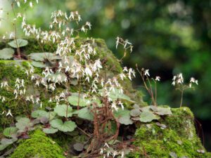 Guide des saxifrages : plantes vivaces faciles à cultiver