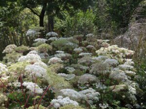 Planter et Entretenir Selinum wallichianum dans Votre Jardin