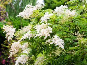 Planter et cultiver la fausse spirée au jardin