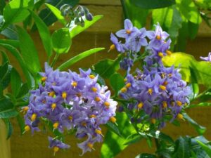 Planter et cultiver le Solanum crispum pour jardins doux