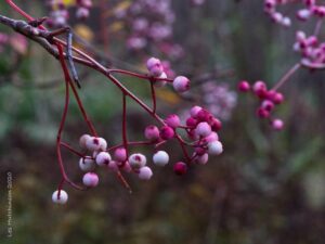 Planter et entretenir le sorbier de Hubei dans votre jardin