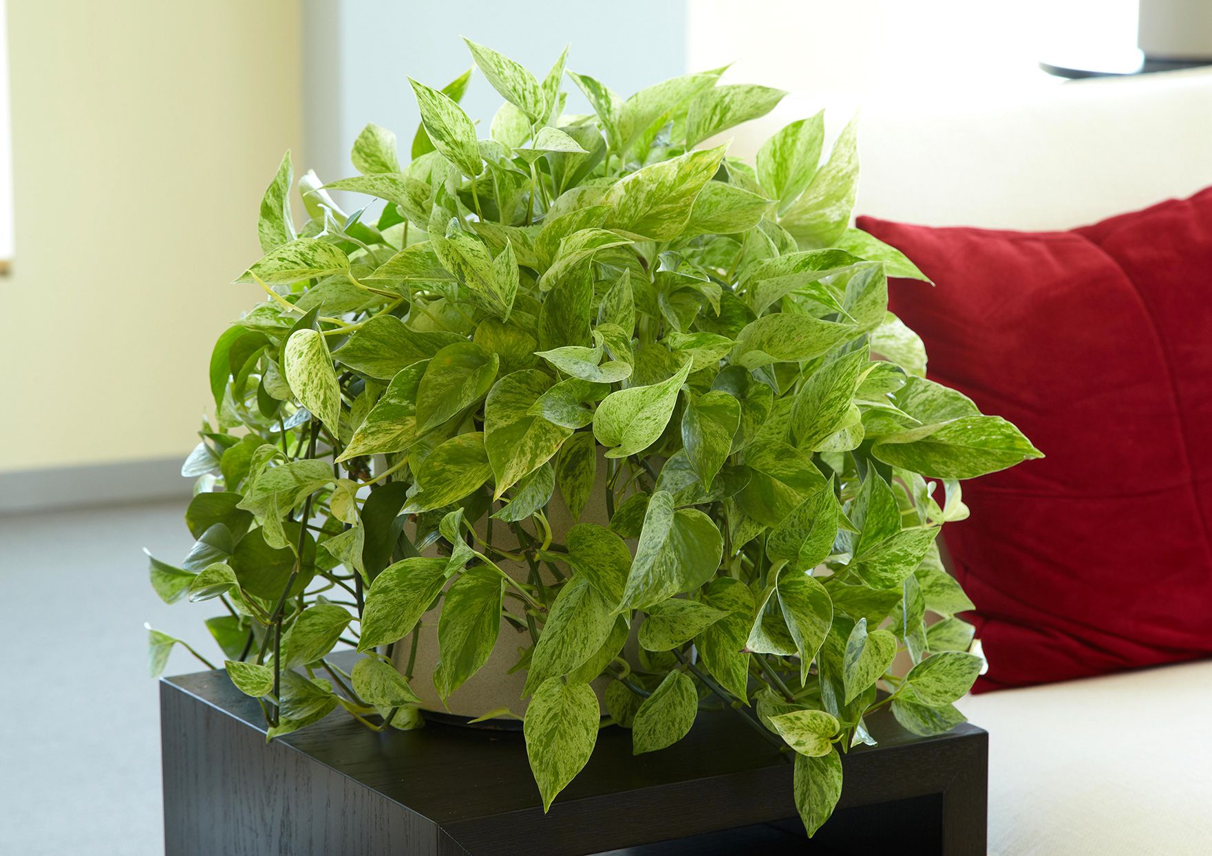 Pothos : Guide Essentiel pour Cultiver et Entretenir cette Plante