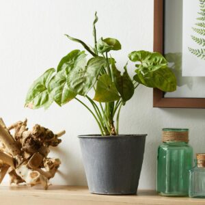 Prendre Soin du Syngonium: Astuces Essentielles pour Votre Maison