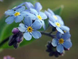 Préparez votre Jardin pour un Printemps en Fleurs