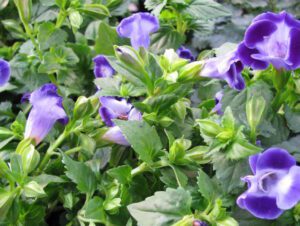 Réussir le semis de torenia pour une floraison estivale