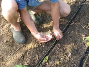 Réussir vos semis de légumes : astuces et conseils pratiques