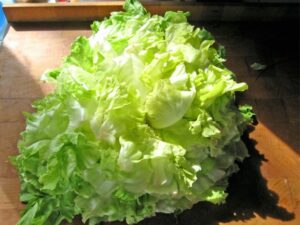 Savourez la scarole : la salade d'hiver croquante à découvrir