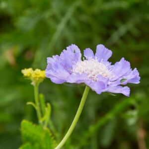 Scabieuses : fleurs colorées et faciles à cultiver pour vos jardins