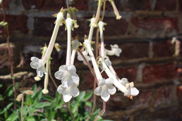 Sinningia tubiflora : Plante Parfumée Rare et Facile à Cultiver