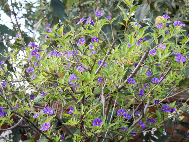 Solanum rantonnetii