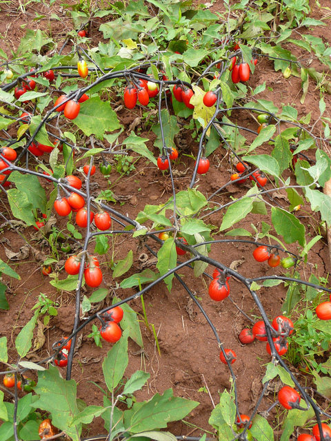 Solanum aethiopicum, aubergine africaine