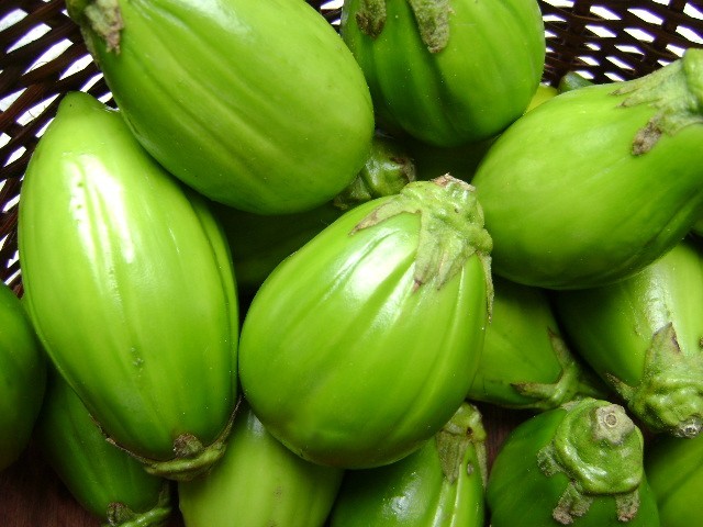 Aubergines africaines cueillies vertes