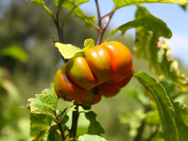 Une variété côtelée d'aubergine africaine