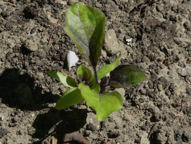 Plant d'aubergine repiqué en pleine terre