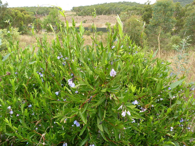 Sollya heterophylla (Billardiera heterophylla)