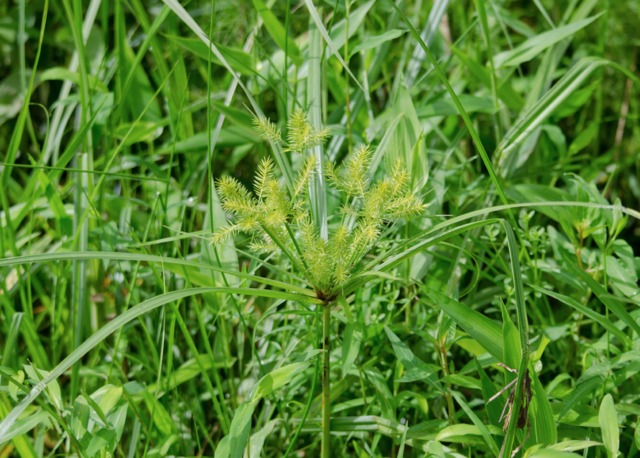 Cyperus esculentus