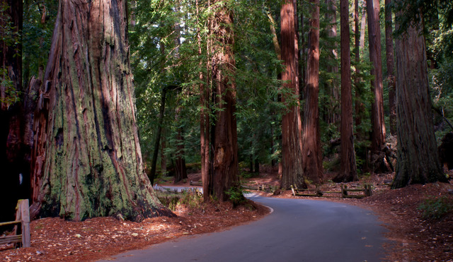 Forêt de Sequoia sempervirens