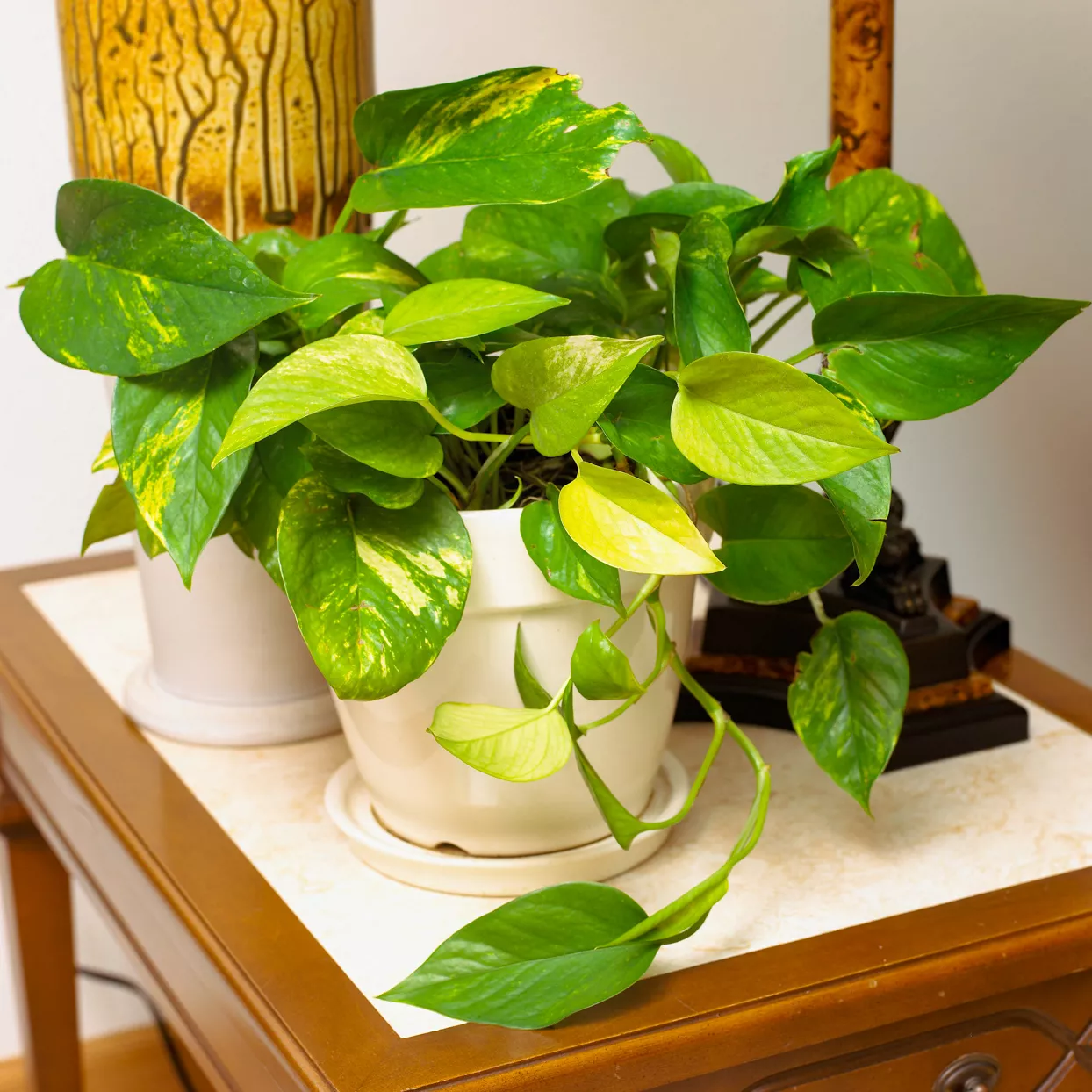 pothos doré Epipremnum aureum