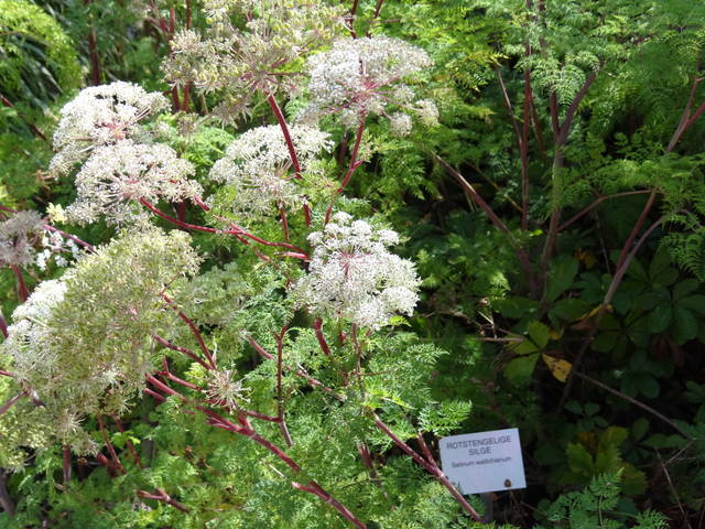 Inflorescences en ombelles et tiges rouges