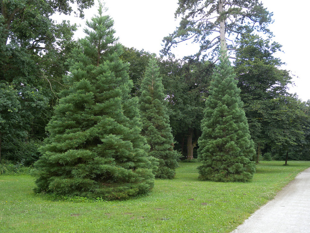 Jeunes Sequoiadendron giganteum